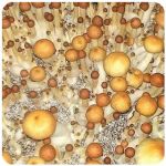 Псилоцибиновые (галлюциногенные) грибы в Горячем Ключе Psilocybin "Golden Teacher" Псилоцибиновые (галлюциногенные) грибы в Горячем Ключе Psilocybin "Golden Teacher"