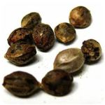 Семена марихуаны АК-47  (Seeds AK-47) в Горячем Ключе